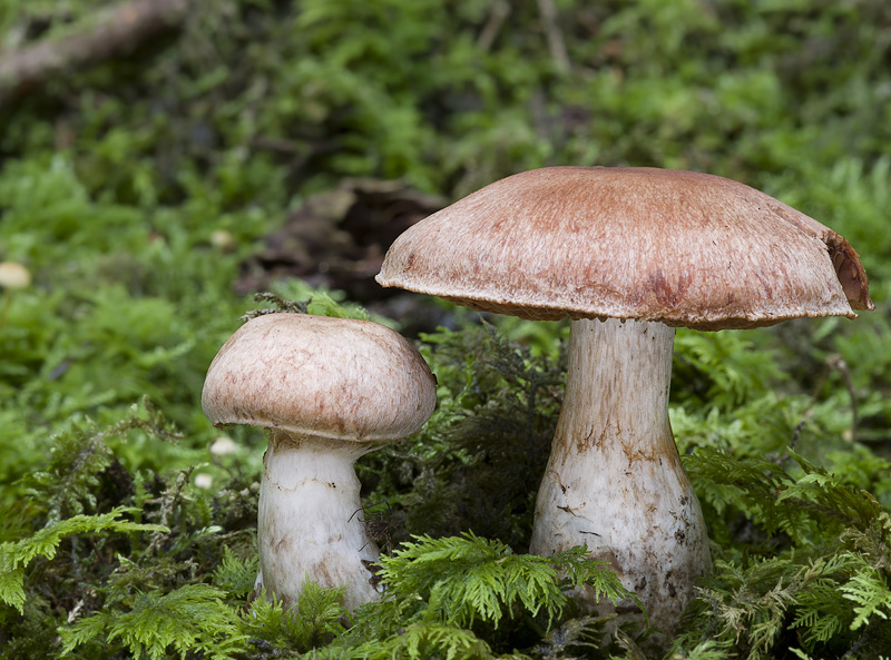 Cortinarius laniger